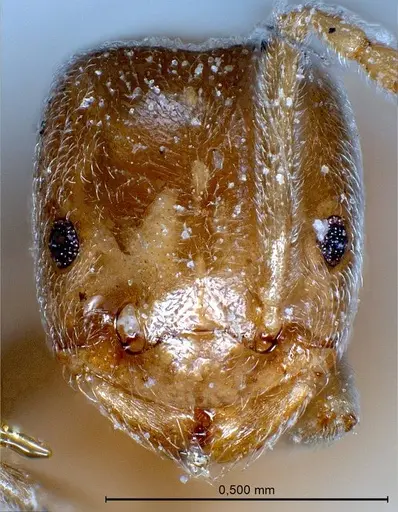 Bothriomyrmex pubens specimen ANTWEB1008378 image antweb1008378_3