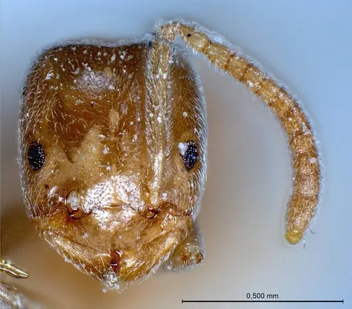 Bothriomyrmex pubens specimen ANTWEB1008378 image antweb1008378_4