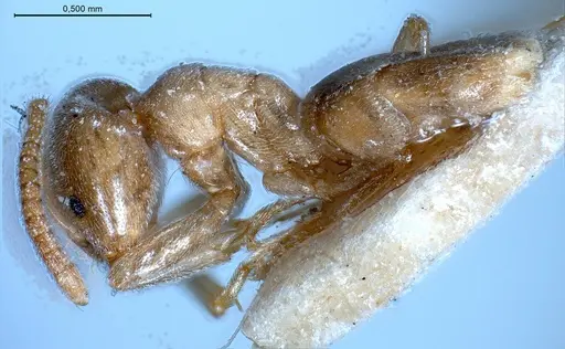 Bothriomyrmex pubens specimen ANTWEB1008378 image antweb1008378_5