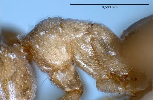 Bothriomyrmex pubens specimen ANTWEB1008378 image antweb1008378_6
