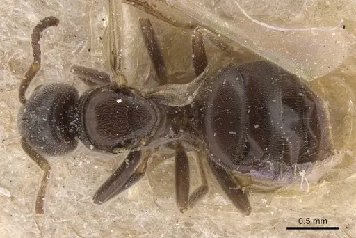 Bothriomyrmex pubens specimen CASENT0911486 image casent0911486_1