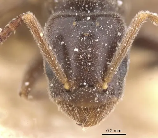 Bothriomyrmex pubens specimen CASENT0911486 image casent0911486_2