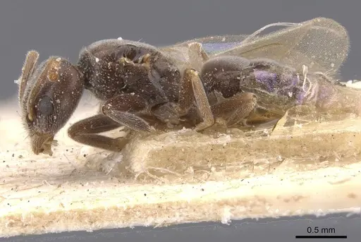 Bothriomyrmex pubens specimen CASENT0911486 image casent0911486_3