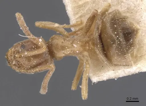 Bothriomyrmex pubens specimen CASENT0911487 image casent0911487_1