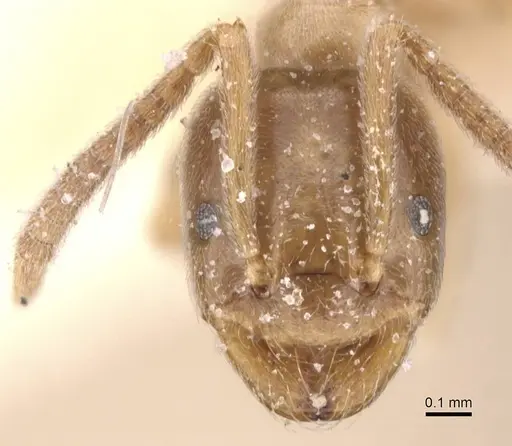 Bothriomyrmex pubens specimen CASENT0911487 image casent0911487_2