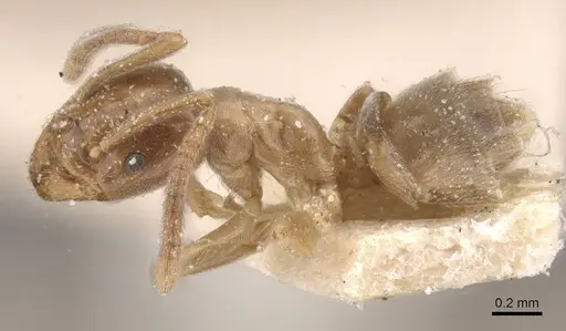 Bothriomyrmex pubens specimen CASENT0911487 image casent0911487_3