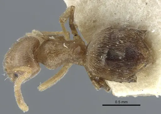Bothriomyrmex pubens specimen CASENT0917116 image casent0917116_1
