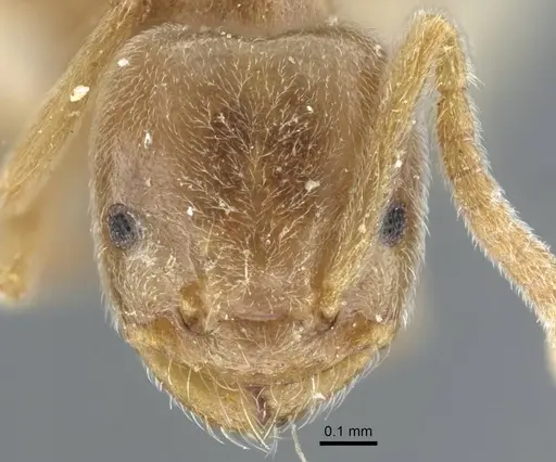 Bothriomyrmex pubens specimen CASENT0917116 image casent0917116_2