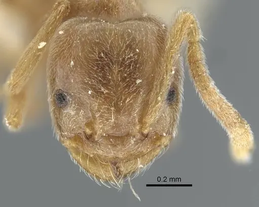Bothriomyrmex pubens specimen CASENT0917116 image casent0917116_3