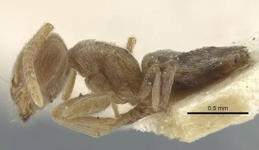 Bothriomyrmex pubens specimen CASENT0917116 image casent0917116_4
