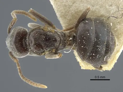 Bothriomyrmex pubens specimen CASENT0917117 image casent0917117_1