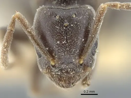 Bothriomyrmex pubens specimen CASENT0917117 image casent0917117_2