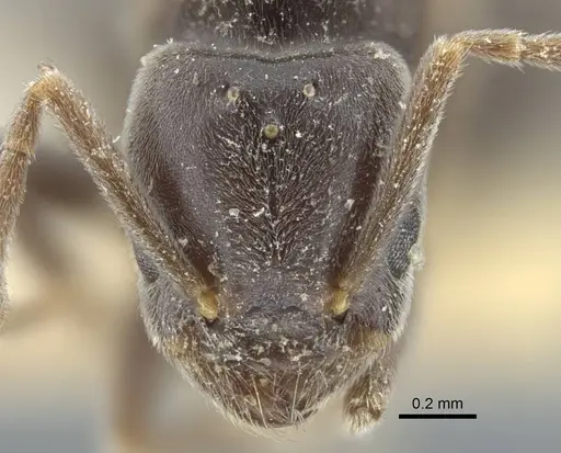 Bothriomyrmex pubens specimen CASENT0917117 image casent0917117_3