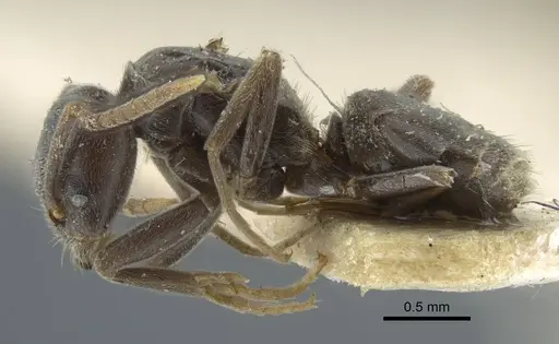 Bothriomyrmex pubens specimen CASENT0917117 image casent0917117_4