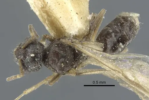 Bothriomyrmex pubens specimen CASENT0917118 image casent0917118_1