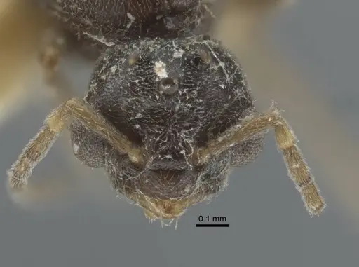 Bothriomyrmex pubens specimen CASENT0917118 image casent0917118_2