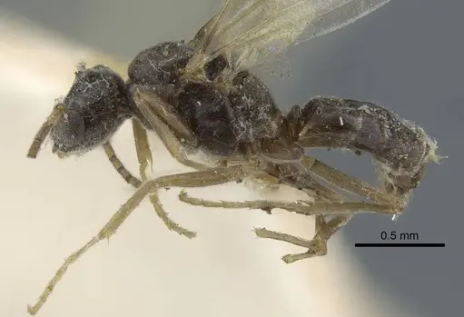 Bothriomyrmex pubens specimen CASENT0917118 image casent0917118_3
