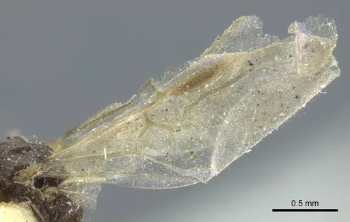 Bothriomyrmex pubens specimen CASENT0917118 image casent0917118_4