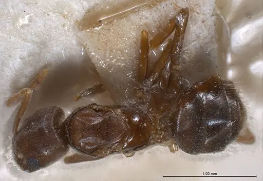 Bothriomyrmex regicidus specimen ANTWEB1008379 image antweb1008379_1