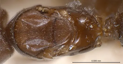 Bothriomyrmex regicidus specimen ANTWEB1008379 image antweb1008379_2