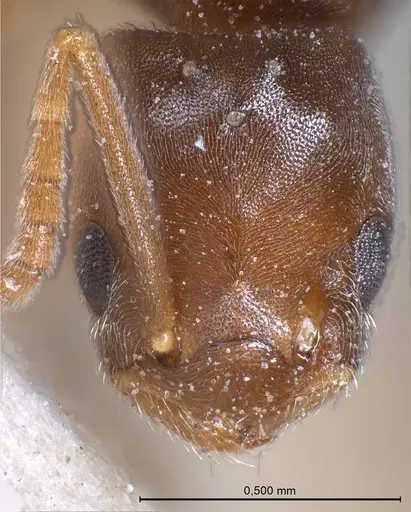 Bothriomyrmex regicidus specimen ANTWEB1008379 image antweb1008379_3