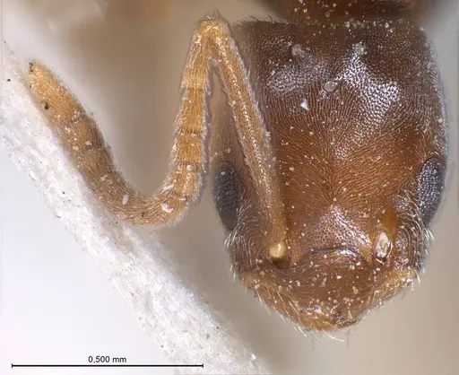 Bothriomyrmex regicidus specimen ANTWEB1008379 image antweb1008379_4