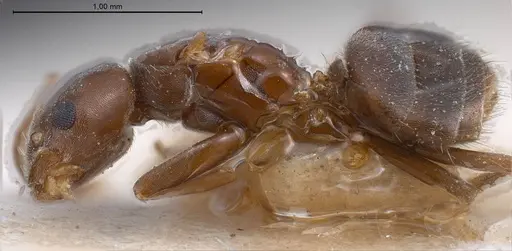 Bothriomyrmex regicidus specimen ANTWEB1008379 image antweb1008379_5