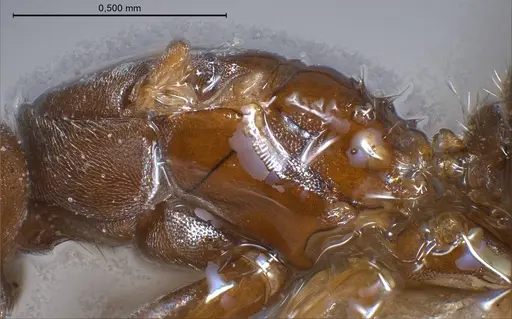 Bothriomyrmex regicidus specimen ANTWEB1008379 image antweb1008379_6
