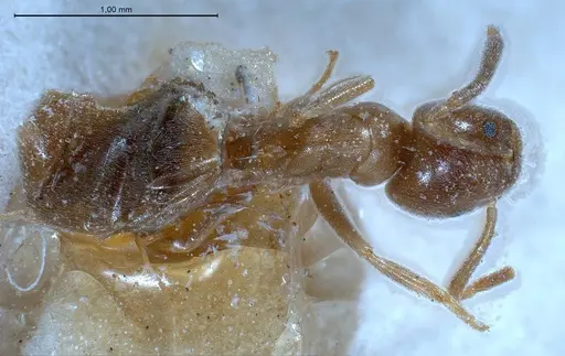 Bothriomyrmex regicidus specimen ANTWEB1008380 image antweb1008380_1
