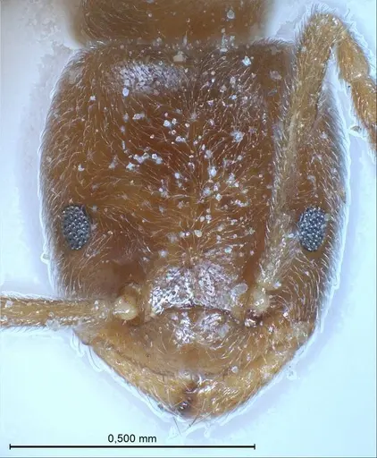 Bothriomyrmex regicidus specimen ANTWEB1008380 image antweb1008380_3