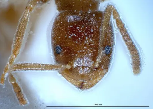 Bothriomyrmex regicidus specimen ANTWEB1008380 image antweb1008380_4