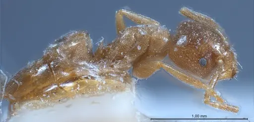 Bothriomyrmex regicidus specimen ANTWEB1008380 image antweb1008380_5