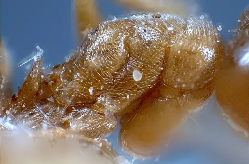 Bothriomyrmex regicidus specimen ANTWEB1008380 image antweb1008380_6