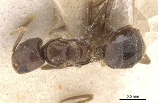 Bothriomyrmex regicidus specimen CASENT0911488 image casent0911488_1