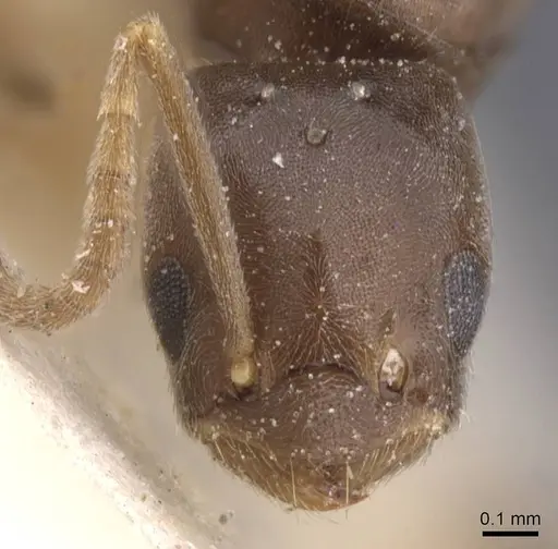 Bothriomyrmex regicidus specimen CASENT0911488 image casent0911488_2
