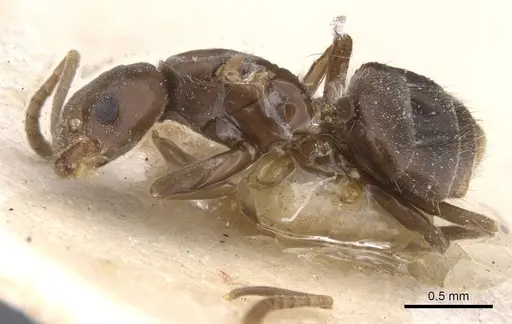 Bothriomyrmex regicidus specimen CASENT0911488 image casent0911488_3