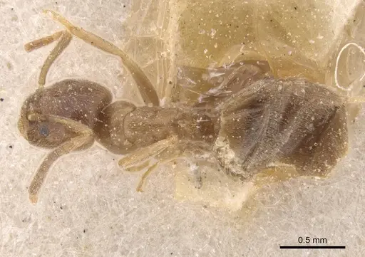 Bothriomyrmex regicidus specimen CASENT0911489 image casent0911489_1