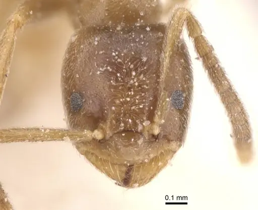 Bothriomyrmex regicidus specimen CASENT0911489 image casent0911489_2