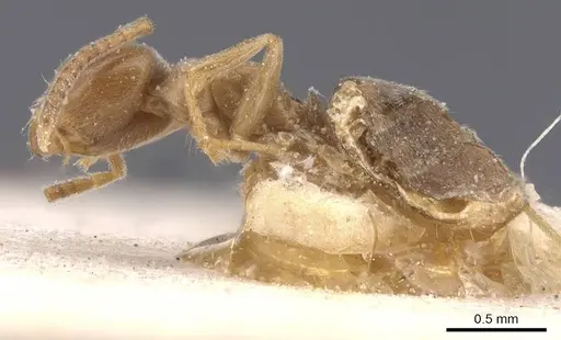 Bothriomyrmex regicidus specimen CASENT0911489 image casent0911489_3