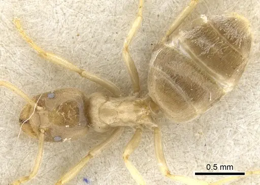 Bothriomyrmex salsurae specimen CASENT0903025 image casent0903025_1
