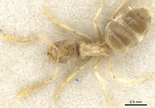 Bothriomyrmex salsurae specimen CASENT0903025 image casent0903025_2