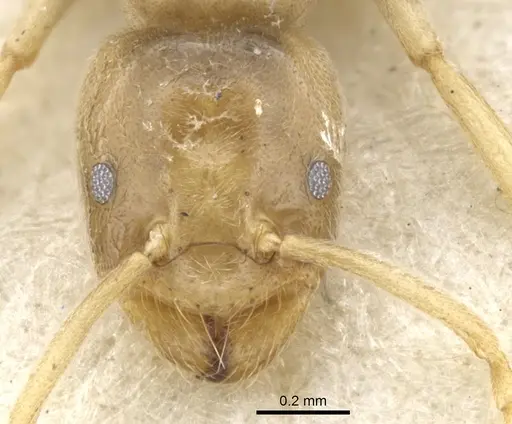 Bothriomyrmex salsurae specimen CASENT0903025 image casent0903025_3