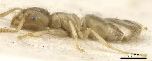 Bothriomyrmex salsurae specimen CASENT0903025 image casent0903025_4