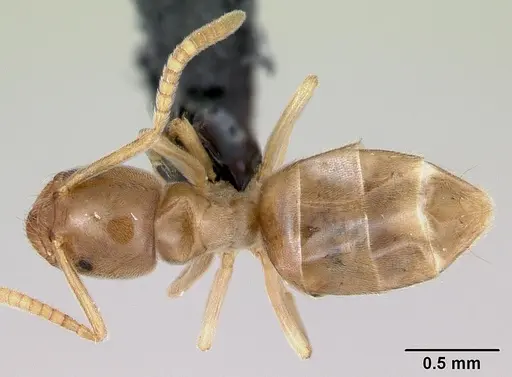 Bothriomyrmex saundersi specimen CASENT0172693 image casent0172693_1