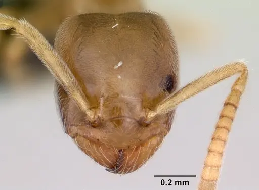 Bothriomyrmex saundersi specimen CASENT0172693 image casent0172693_2