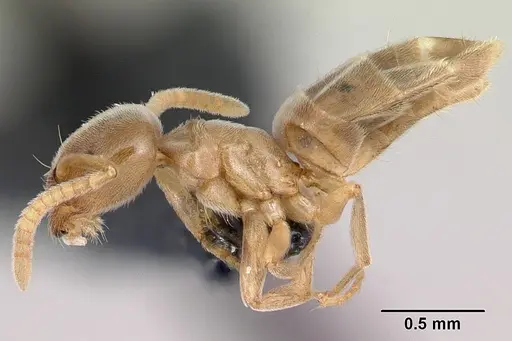 Bothriomyrmex saundersi specimen CASENT0172693 image casent0172693_3
