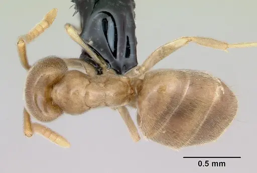 Bothriomyrmex saundersi specimen CASENT0172694 image casent0172694_1