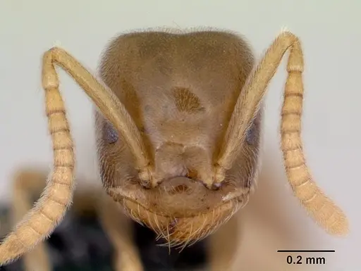 Bothriomyrmex saundersi specimen CASENT0172694 image casent0172694_2