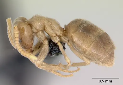 Bothriomyrmex saundersi specimen CASENT0172694 image casent0172694_3