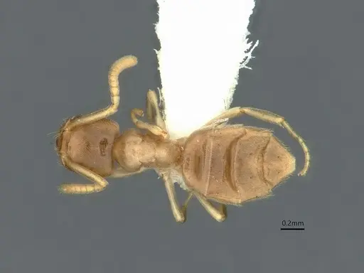 Bothriomyrmex saundersi specimen CASENT0886004 image casent0886004_1